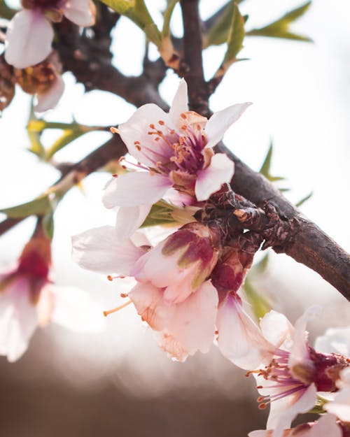 Free Cherry Blossoms on Branches Stock Photo