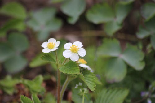 Free stock photo of flower, nature, strawberryflower