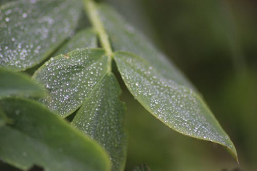 Free stock photo of dew, leaf, morningdew