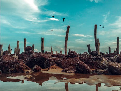 宁静的海滩场景中，浮木、鸟类和蓝天映照的水面构成主要特色