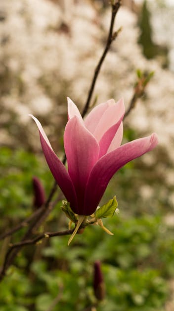 Close-up Photography of Pink Saucer Magnolia Flower · Free Stock Photo