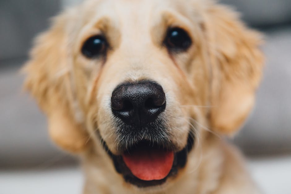 Los perros están motivados genéticamente para el contacto con humanos