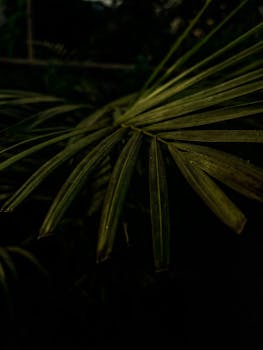 Close-up of dark green palm leaves with dramatic lighting, creating a moody, tropical atmosphere.