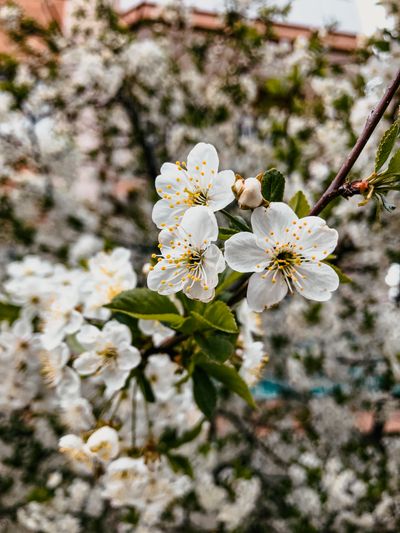 White cherry blossoms on a branch