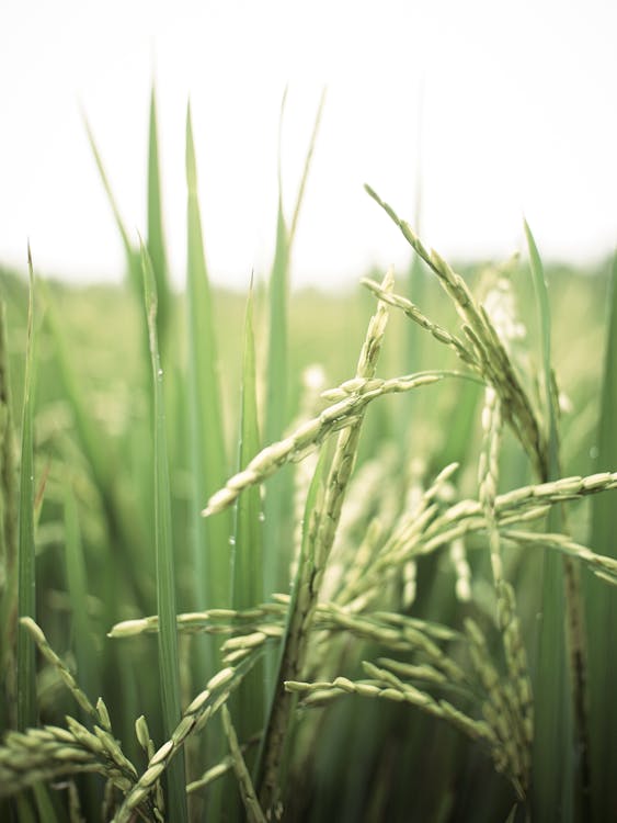 arazi, bitkiler, buğday içeren Ücretsiz stok fotoğraf