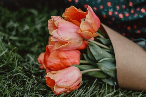 Free Close-Up Photo of a Bouquet of Tulips on the Grass Stock Photo