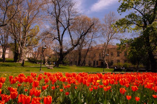 Red Tulips at the Park