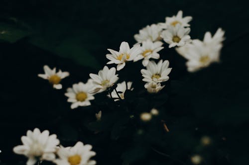 Free Daisies on Bloom Stock Photo