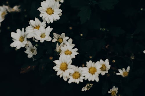 植物, 植物群, 白色的花朵 的 免费素材图片