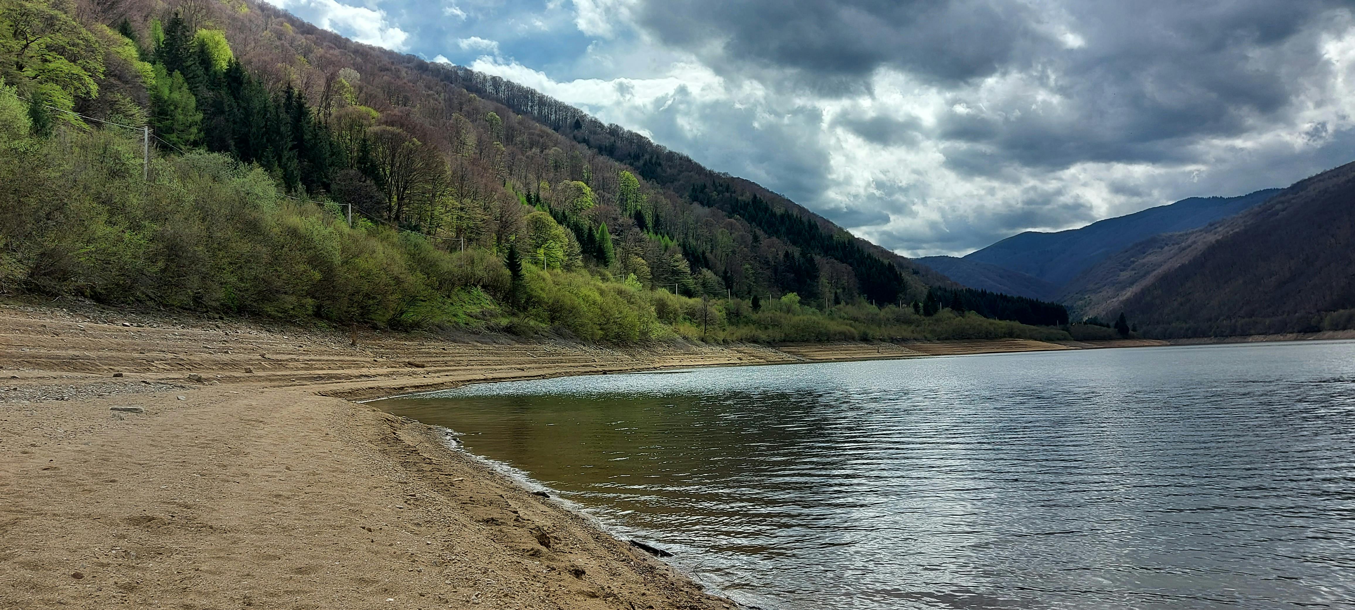 Close-up of a termite on wood showing how termites can damage wooden structures over time