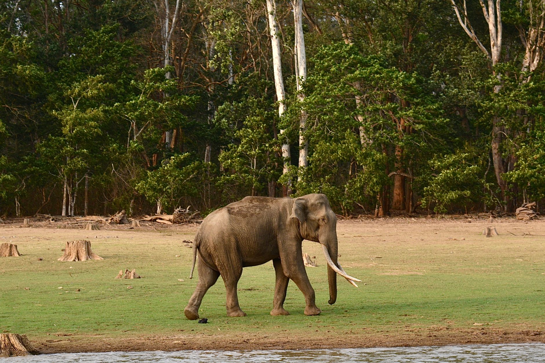 A wild elephant gracefully walks along a lush green savanna, showcasing its majestic tusks and natural beauty.