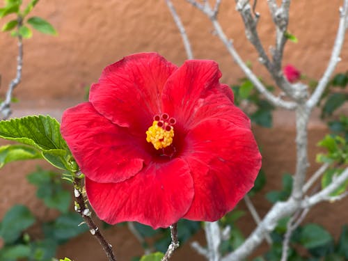 Gratis lagerfoto af blomst, Hibiscus, plante
