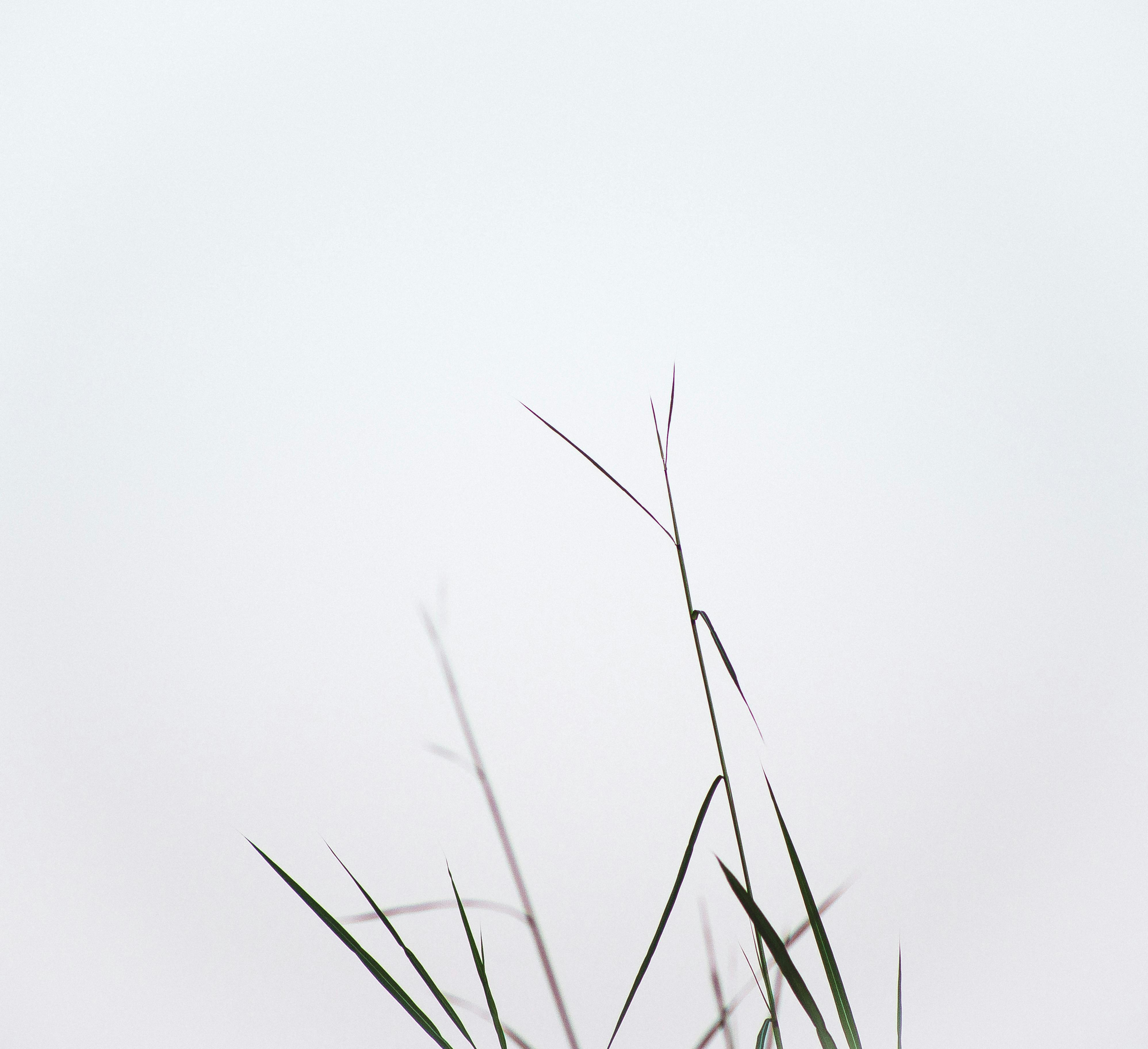 Simple and serene image of grass stalks reaching into the sky, perfect for nature-themed designs.