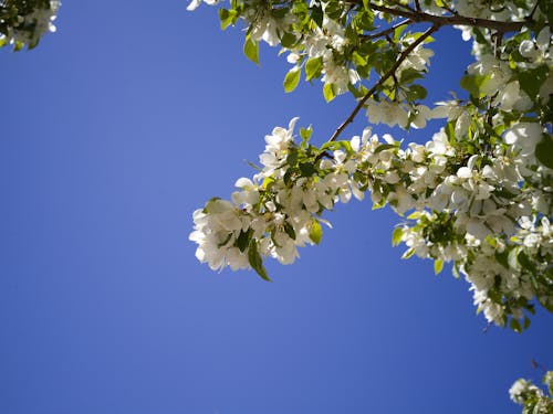 คลังภาพถ่ายฟรี ของ ขาว, ดอกไม้, ท้องฟ้าสีคราม
