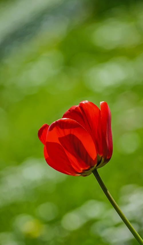 Selective Focus Photo of a Red Tulip in Bloom
