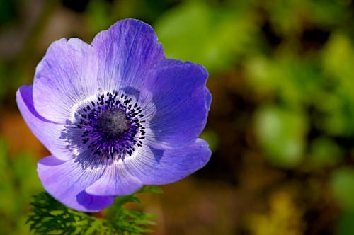 Selective Focus Photo of a Purple Poppy Flower