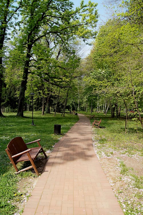 Free Brown Wooden Bench Surrounded by Green Trees Stock Photo