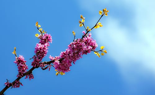 Free Pink and Yellow Flowers Under Blue Sky Stock Photo