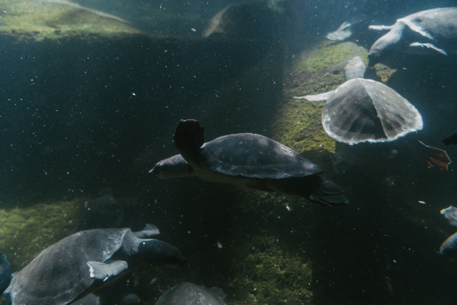 Filtro para aquário de tartaruga