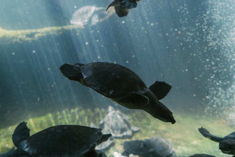 Turtles Swimming Underwater