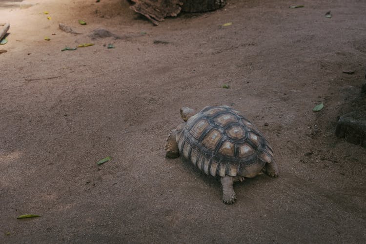 Brown Turtle On Brown Sand