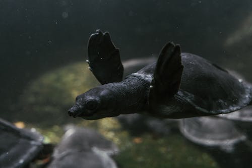 Gratis stockfoto met detailopname, dierenfotografie, onderwater