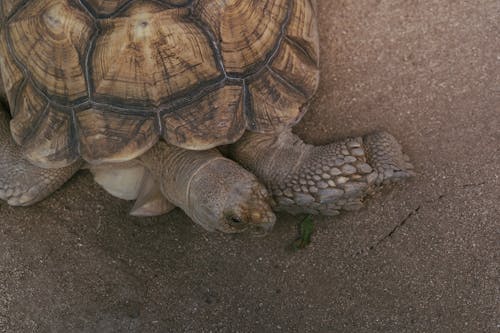 Close-Up Shot of a Tortoise