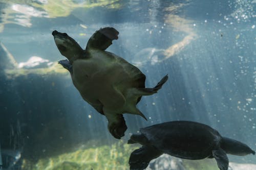Turtles Swimming in Pool