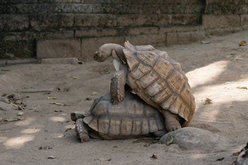 Animals Mating Photos, Download The BEST Free Animals Mating Stock Photos & HD Images Animals Mating Photos, Download The BEST Free Animals Mating Stock Photos & HD Images