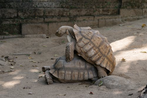 Brown Desert Turtles Mating on Sand