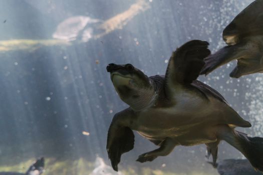 A Turtle Swimming Underwater