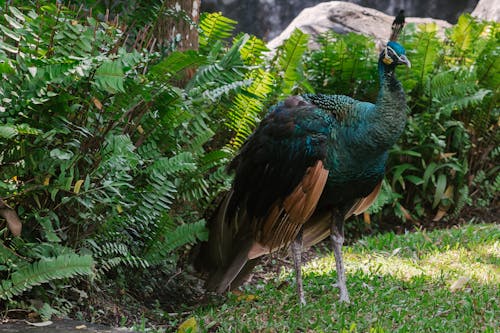 Photo of Peacock on Grass
