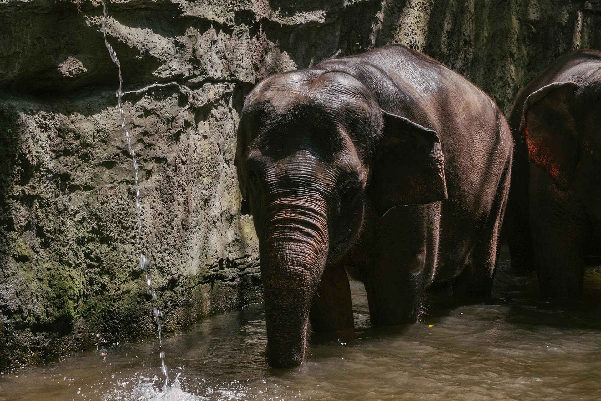 An Elephant Drinking Water