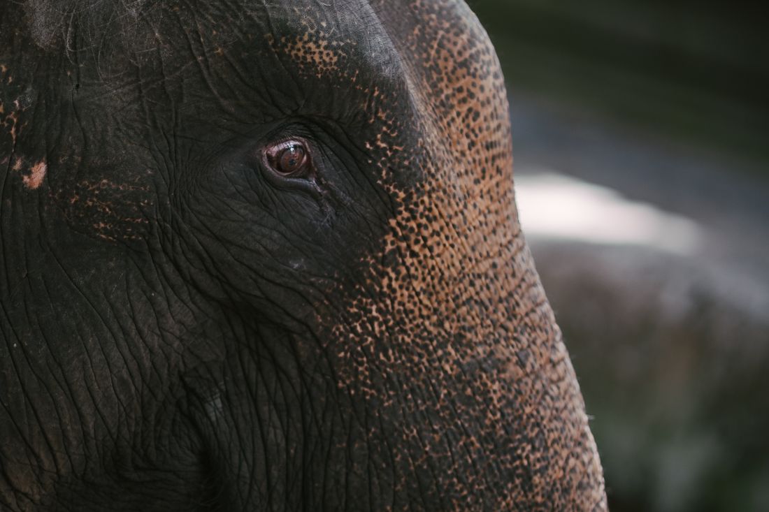 Close-up of an Asian elephant's eye and textured skin