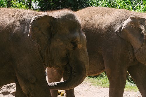 Foto d'estoc gratuïta de a l'aire lliure, animal, elefant