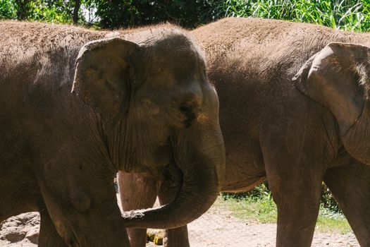 Close-up of two Asian elephants in a Bali wildlife sanctuary, enjoying the outdoors.