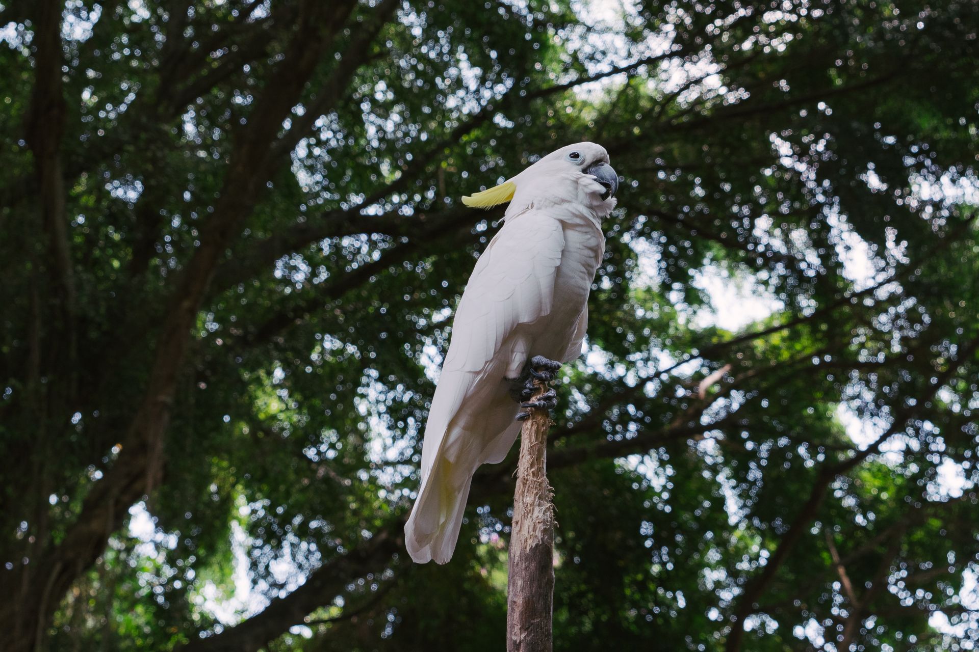 White Bird Perched on a Wooden Stick