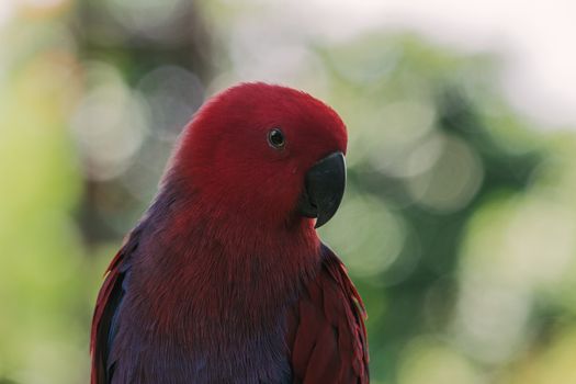 Red and Blue Parrot in Tilt Shift Lens