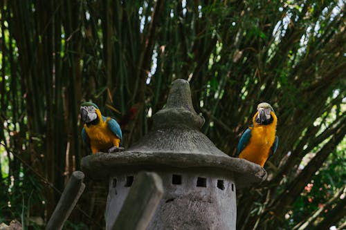 A Pair of Macaw Parrots on a Stone House Garden Decor 