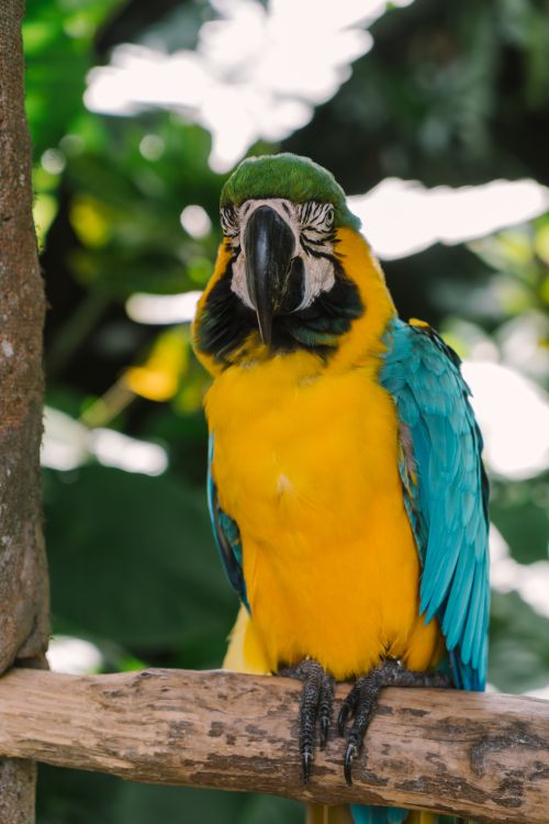 Free A striking close-up of a colorful macaw perched outdoors, showcasing its vibrant feathers. Stock Photo