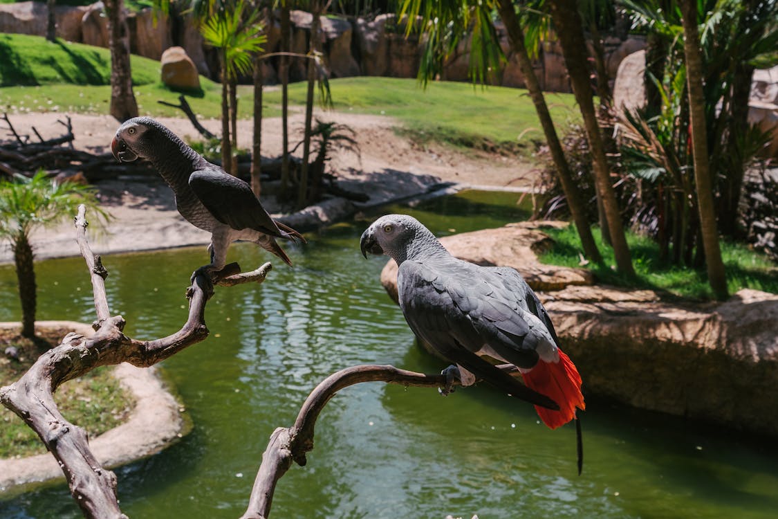 Birds Perched on Tree Branch