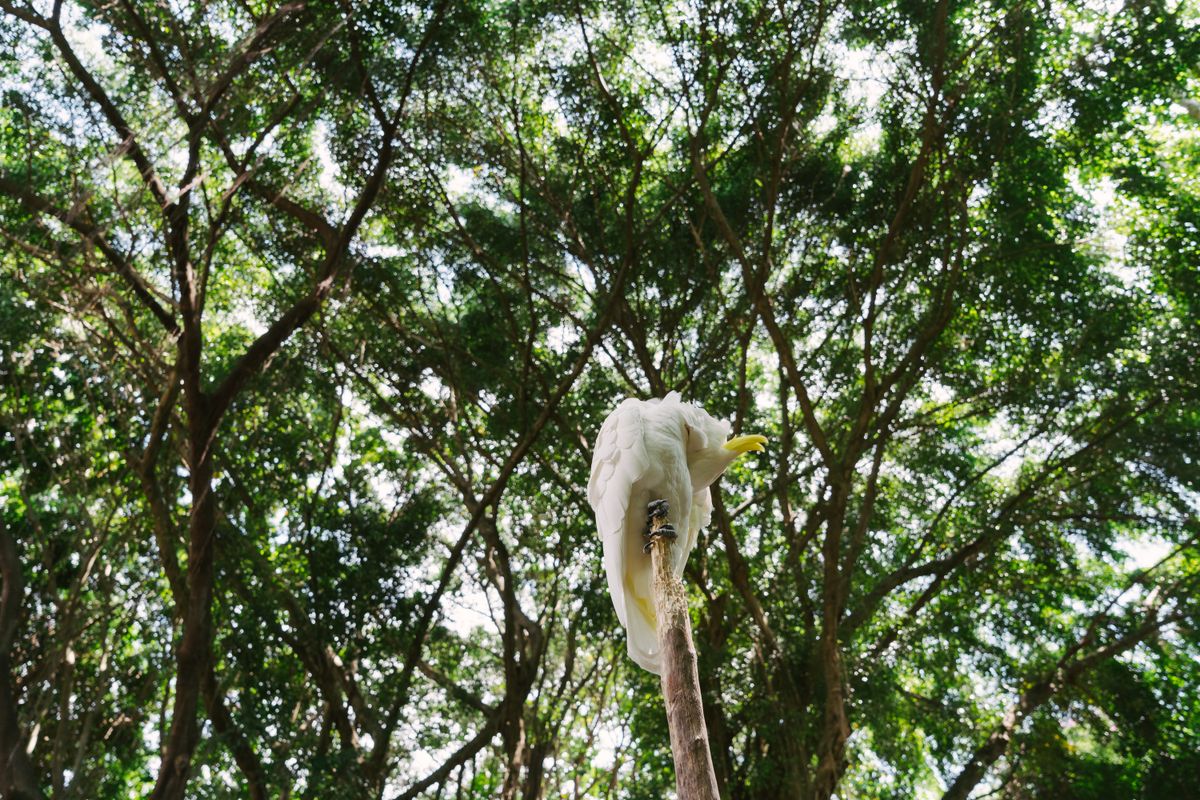 Umbrella Cockatoo (Cacatua alba) perched on a branch high in a tropical forest — Wild Birds USA care guide