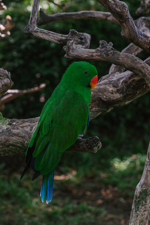 Green Bird Perched on a Tree Branch