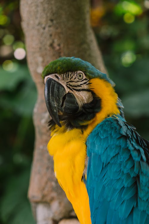 The Blue and Yellow Macaw in Close-up Photography