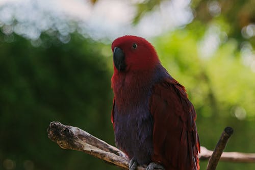 bezplatná Základová fotografie zdarma na téma detail, eleus papoušek, fotografování zvířat Základová fotografie