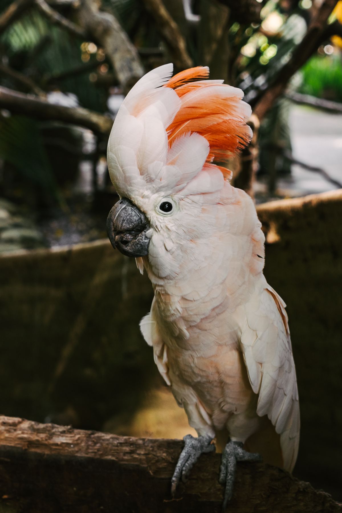 Cockatoo Photos, Download The BEST Free