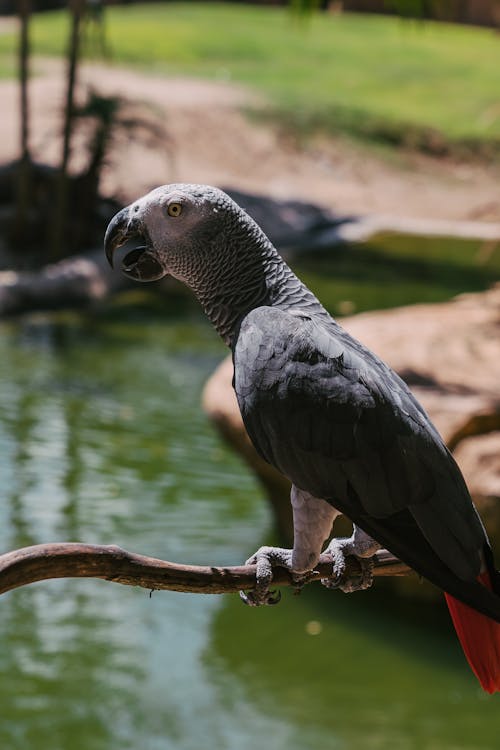 Free An African Gray Parrot Perched on a Tree Branch Above a Pond Stock Photo