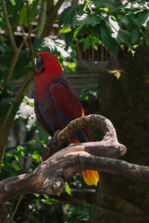 Free Red Parrot Perched on a Tree Branch Stock Photo