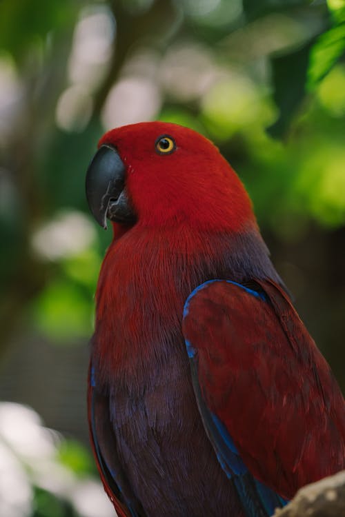 Close Up Photo of a Red Bird