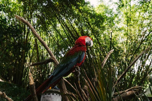 Ücretsiz ağaç dalı, Amerika papağanı, hayvan içeren Ücretsiz stok fotoğraf Stok Fotoğraflar